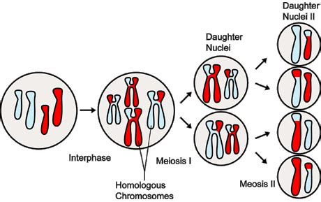 Meiosis CreationWiki The Encyclopedia Of Creation Science