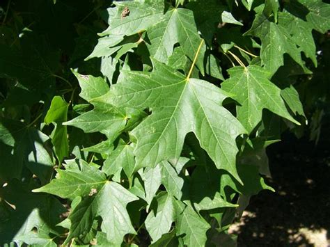 Acer Saccharum Legacy Legacy Sugar Maple On