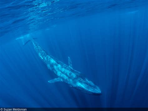 Blue Whales Underwater