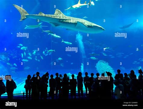 Whale shark at aquarium in Okinawa,Japan Stock Photo - Alamy