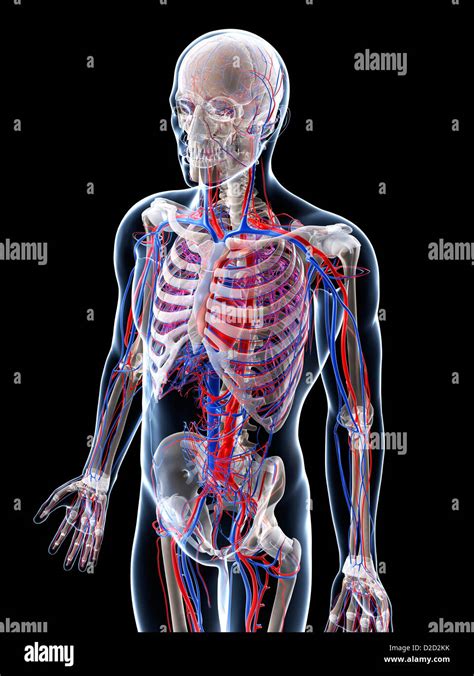 Male Vascular System Computer Artwork Stock Photo Alamy