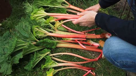 Harvesting Forced Rhubarb Youtube