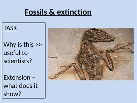 Fossils And Extinction 9 1 Aqa Teaching Resources