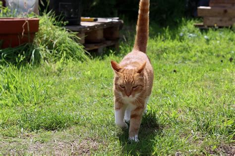 Feral Cat's Slow Transition Into His New Home Warms Our Hearts - PetHelpful News