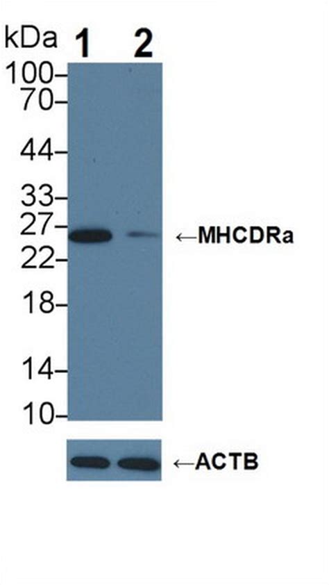 Hla Dra Polyclonal Antibody Pa5 119196