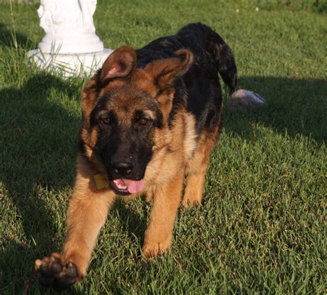 German Shepherd Puppies North America ~ Zamolxishaus