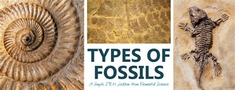 Different Types Of Fossils