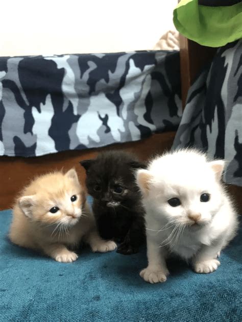 20 Cutest Kittens Of The Week The Tiniest Fluffiest Criminals February