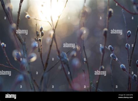 Natural Spring Background With Pussy Willow Branches Toned Image Stock Photo Alamy