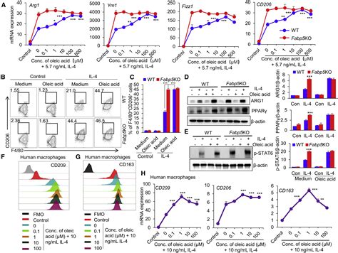 Fabp5 Controls Macrophage Alternative Activation And Allergic Asthma By