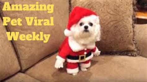 💥amazing Pets Viral Weekly😂🙃💥of 2020 Funny Animal Videos💥👌 Youtube