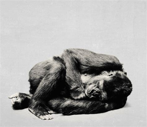 Sleeping Gorilla Print Contemporary Wall Art Printable Art - Etsy