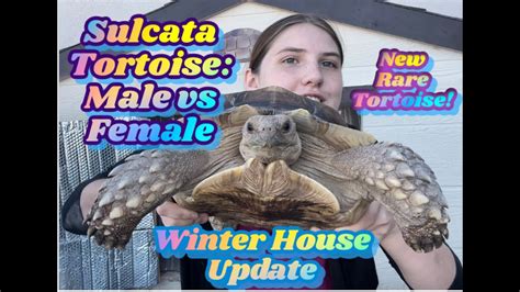 Differences Between Male And Female Sulcata Tortoises Winter