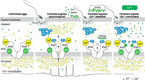 Zinc And Calcium Ions Crosstalk To Allow Proper Egg Fertilization