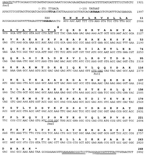 Dna Sequence And Deduced Amino Acid Sequence Of The Fkpa Gene The