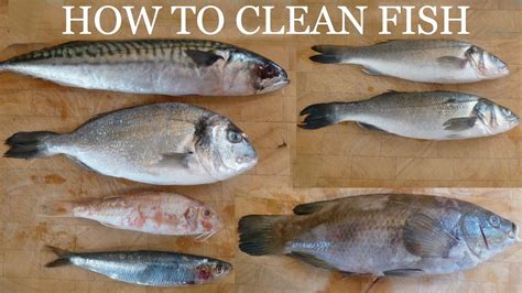 How To Gut And Clean Fish Before Cooking Gutting Fish How To Clean