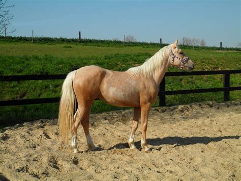 Palomino Horses History Fun Facts Photos And Care Seriously Equestrian