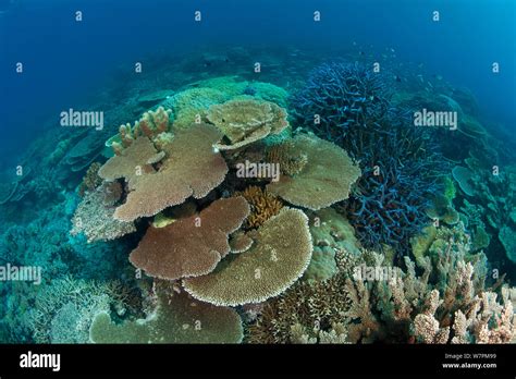 Acropora Table And Staghorn Coral Reef Great Barrier Reef Australia