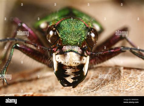 insect bug beetle nature natural wild wildlife environment