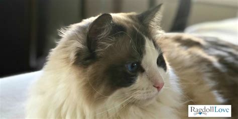 What You Need to Know About Ragdoll Cat Weight