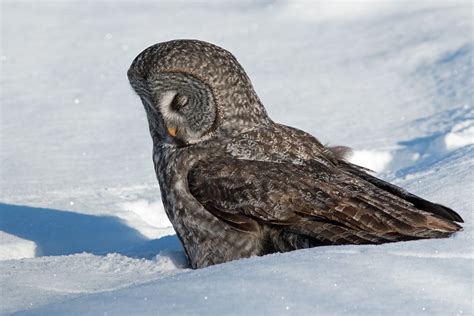 Chouette Lapone Strix Nebulosa Great Grey Owl Qu Est C Flickr