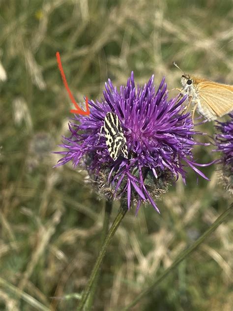 Spotted Sulphur From Prokop Valley Prague Prague Cz On July