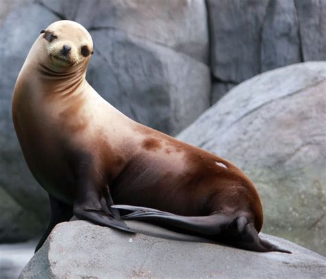 California Sea Lion Image California Sea Lion Exhibit