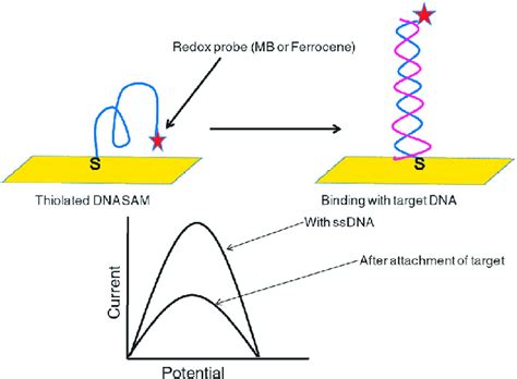 Working Principle Of E Dna Sensor With A Redox Probe Attached To Ssdna