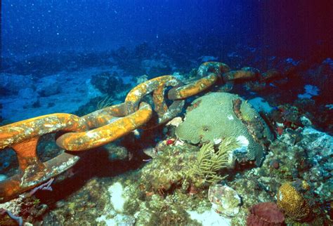 Conservaci N De Arrecifes De Coral Para Salvar Los Arrecifes Hay