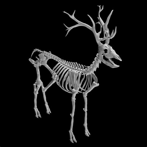 Deer skeleton 3d model Low Poly - Team 3d Yard