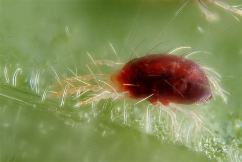 Spider Mites How To Identify And Treat Them Okra In My Garden