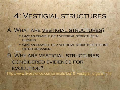 Webquest Scientific Evidence For Evolution Ppt Download