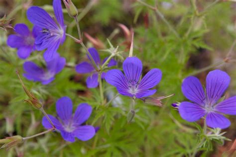 Mooie Vaste Planten Voor In De Zon Gardeners World Hardy Geranium