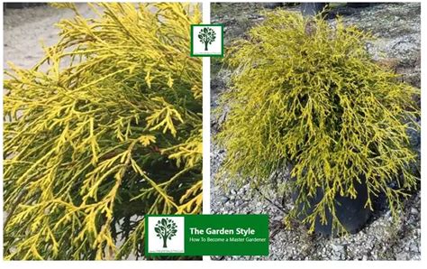 Lemon Cypress Tree Care Guide The Garden Style【2024】 🌲