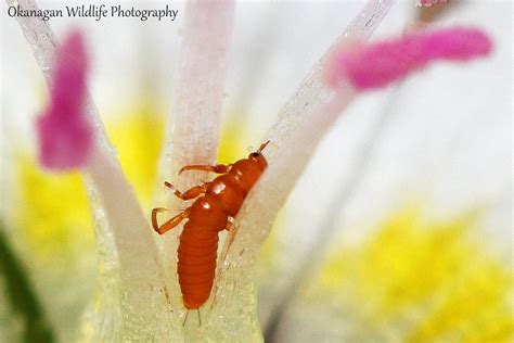 Orange Blister Beetle Larvae Nemognatha Lurida Werner Flickr