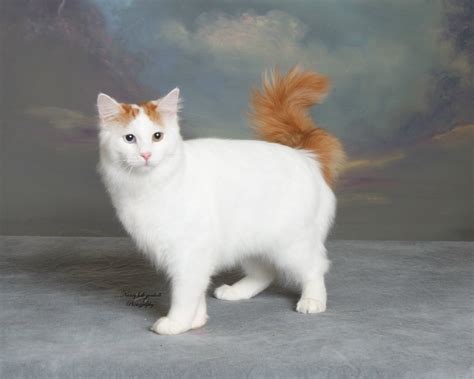 Cat Breeds Similar To Turkish Van at Lewis Powell blog