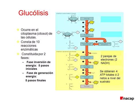 Glucolisis Ppt