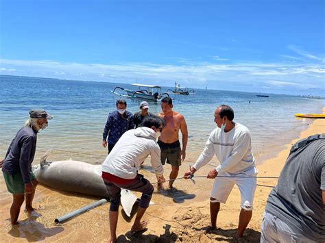 Seekor Induk Dugong Terdampar Di Pantai Sanur Bagaimana Selanjutnya