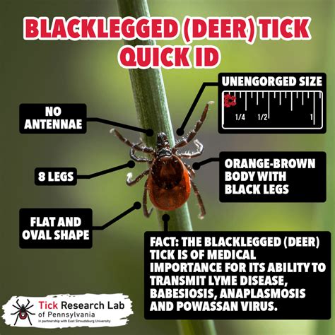 The Tick Lifecycle Lyme Tick Borne Disease Testing Statistics