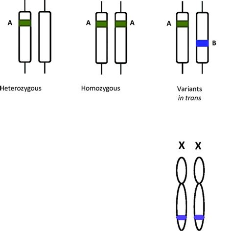 Illustration of zygosity at a single locus. | Download Scientific Diagram