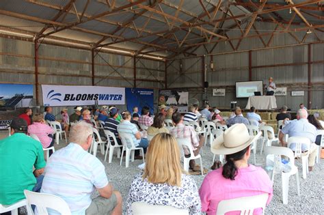 Dorper Sheep Society Australia Photos Category Dssa Er Expo