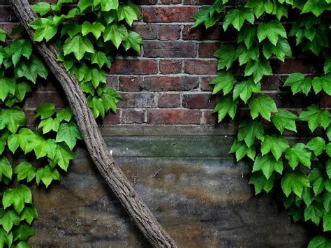 Premium Photo Ivy Growing On Brick Wall