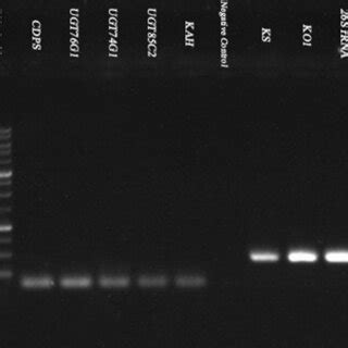 Chromosomal Distribution Of SGs Biosynthesis Related Genes In