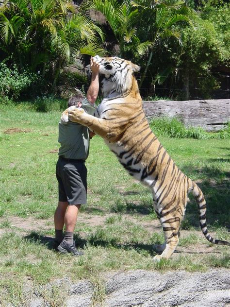 Tiger By Size At Timothy Bottom Blog