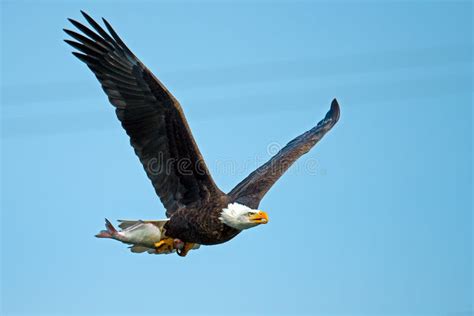 American Bald Eagle In Flight With Fish Stock Photo Image Of Fishing