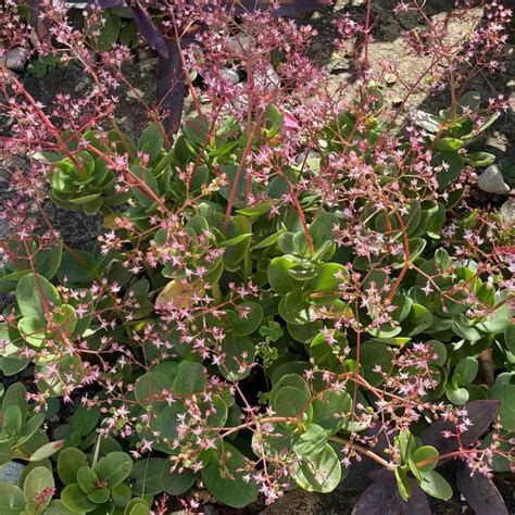 Crassula Multicava Care How To Grow Fairy Crassula