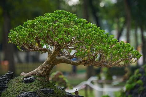 7 Cara Menanam & Merawat Bonsai Beringin Agar TumbuhSubur