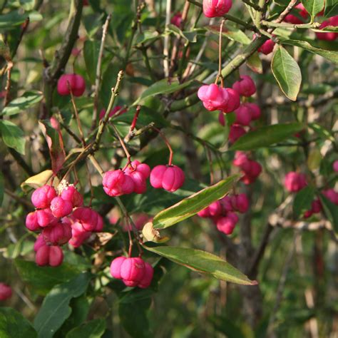 Euonymus Europaeus Fusain D Europe Bonnet D V Que Bonnet Carr