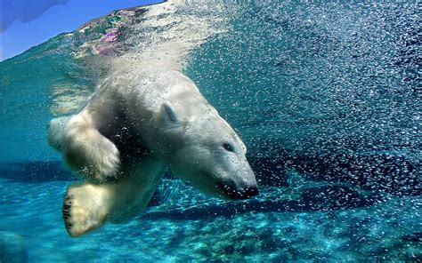 Fond d écran animaux mer la nature Ours polaires vue partagé la