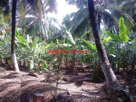 3 7 Acres Coconut Farm For Sale At Kozhinjampara Palakkad FarmAds In